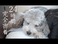 🐶犬と29歳独男のリアルな1日に完全密着。