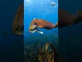 Cuttilefish sea creationsea worldshort