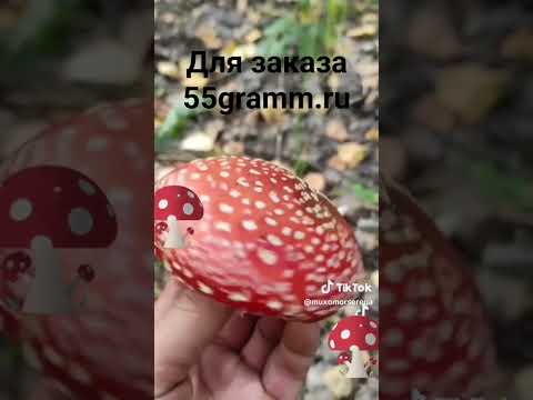 #микродозинг #микродозингмухомора #ежовик#coolvodeo
