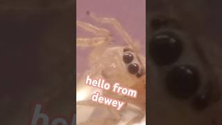 Tiny Jumping Spider 🕸️ #jumpingspider #spider