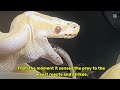 👉 Albino Ball Python Feeding 🐍 Care Tips &amp; Strike Reaction