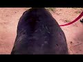 Pet Tracker