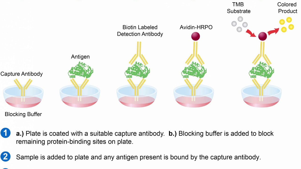 elisa-enzyme-linked-immunosorbent-assay-youtube