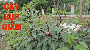 Cây bụp giấm với công dụng cho sức khỏe