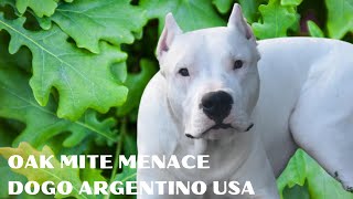 Oak Mite Menace: Is it the cause of your itchy Dogo Argentino dogs? by Dogo Argentino USA 940 views 2 years ago 3 minutes, 36 seconds