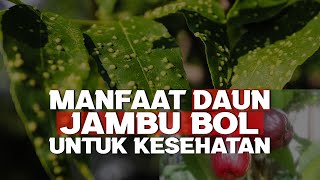 8 Health Benefits of Malay Apple Leaves