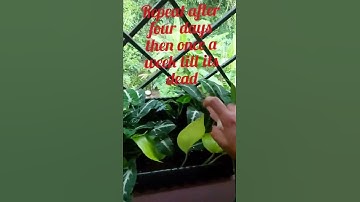 How do I get rid of mealy bugs? #simple trick.