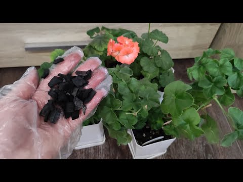 Video: Wann blüht die Pelargonie?