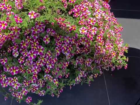 Video: Cách Trồng Calibrachoa Từ Giâm cành: Giâm cành Cây Calibrachoa