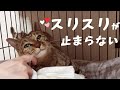 保護から数日。りんちゃんの甘えんぼうな一面が見えてきました 640話