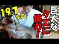 【巨大なクエを捌く】19.7㎏の高級魚クエに挑む!!!!!