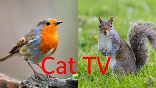 Cat TV : Birds, Squirrels and more by We Love Cats 32 views 1 year ago 10 minutes, 7 seconds