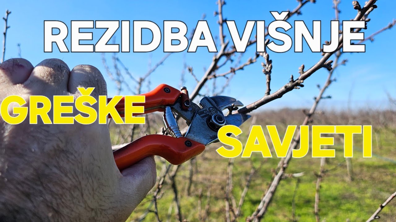 ​Tajna vrhunskog roda:Rezidba oblačinske višnje​.Najveće greške kod rezidbe višnje u punom rodu 