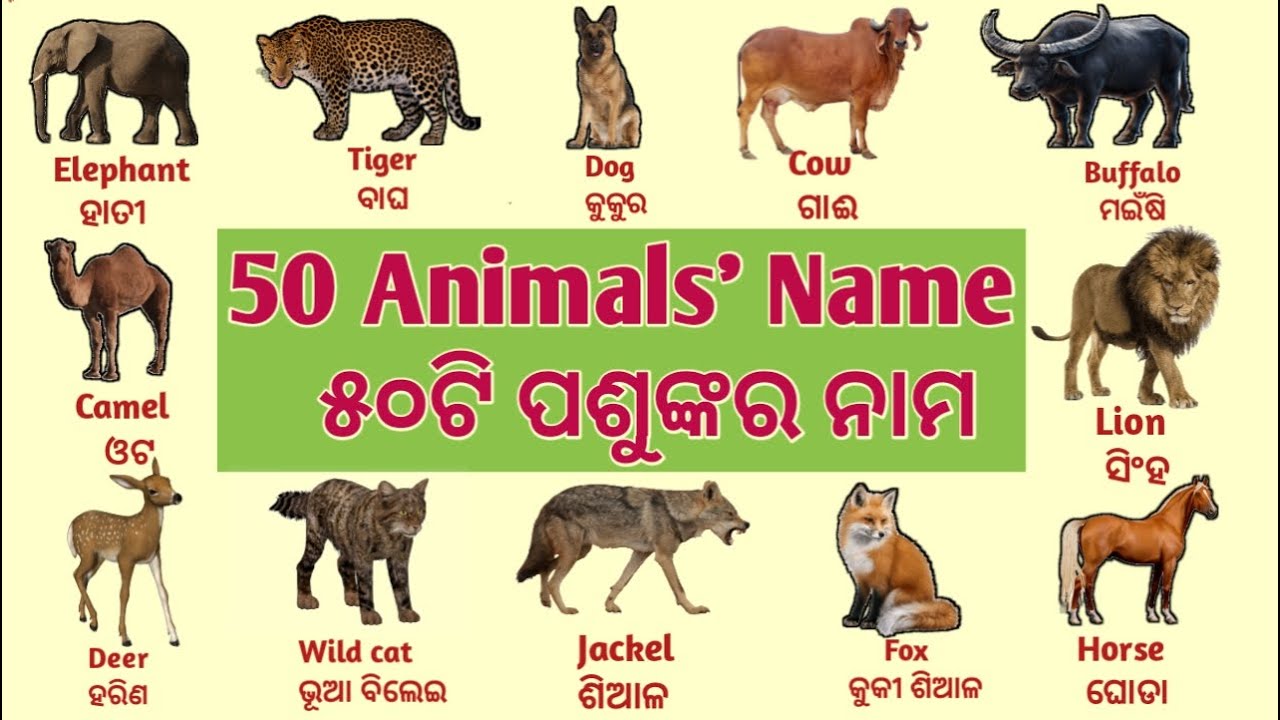 50 animals