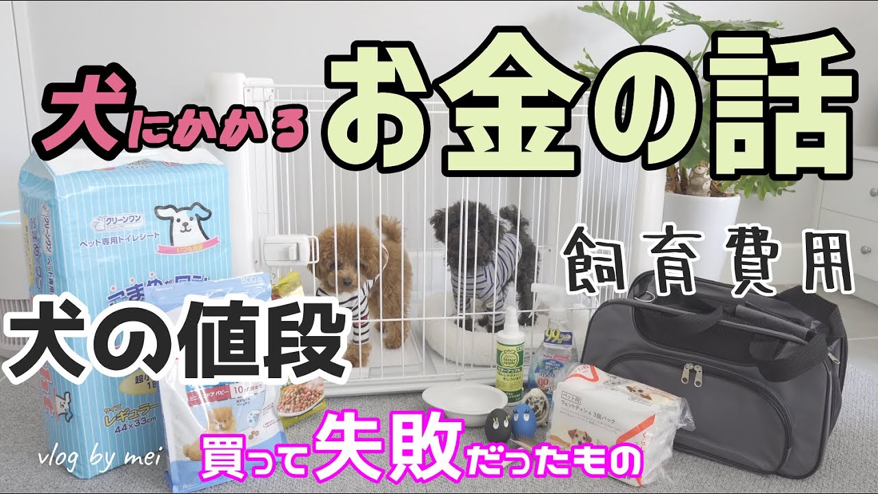 お金の話 犬の価格 実際にかかった金額 失敗したものまで Youtube お金の話 犬の価格 実際にかかった金額 失敗したものまで Youtube