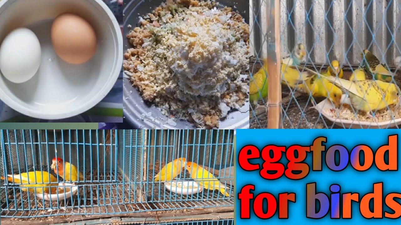 egg food recipe for birds YouTube