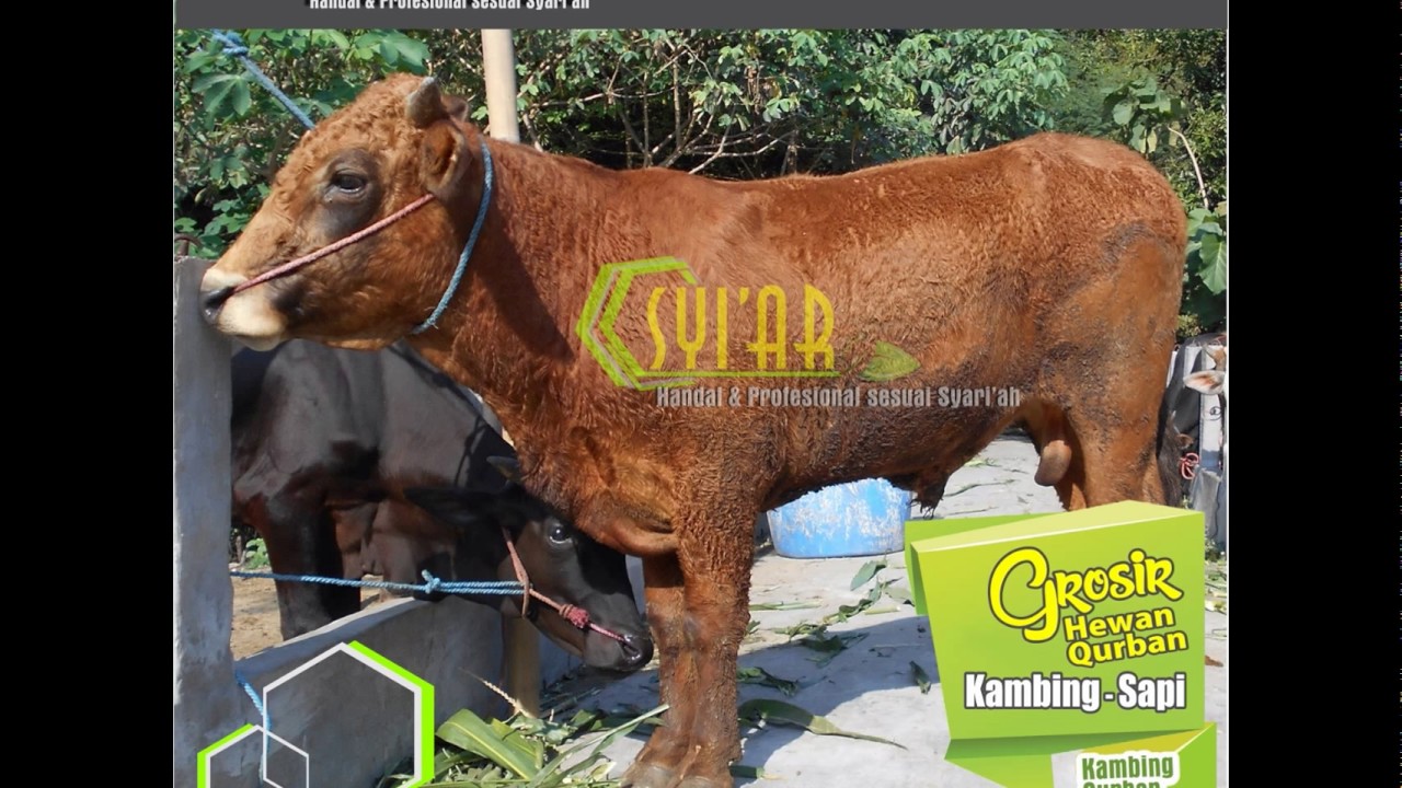  Harga  Sapi Limousin Jantan Umur 1  Tahun  Surabaya 0851 