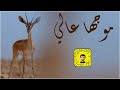 شيلة موجها عالي سعد محسن حصريا 2026