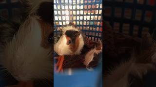 guinea pig eating carrot #guineapig #natural #shortsvideo #shortvideo #fyp