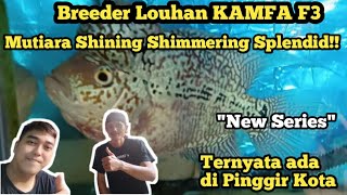 BREEDER louhan kamfa F3 Cipinang Jakarta timur #story_vlog