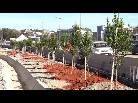 الجزائر العاصمة غرس 1000 شجرة على حافة المحول الجديد بين مركب 5 جويلية و بابا حسن