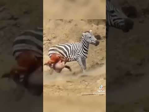 Video: Cosa mangia una zebra?