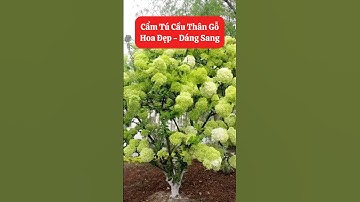 Cầm Tú Cầu Thân Gỗ hoa vừa đẹo vừa sang chùm hoa siêu to🥰☎️0921.826.862 #nhavuonngoclam #cayanqua