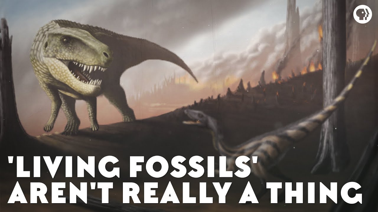 ⁣'Living Fossils' Aren't Really a Thing