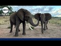 Elephant greetings change based on social relationships, study shows