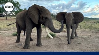 Elephant greetings change based on social relationships, study shows