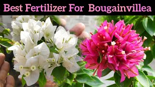 बस एक चुटकी खाद Bougainvillea को फूलों से भर देगी, Bougainvillea plant care n fertilizer