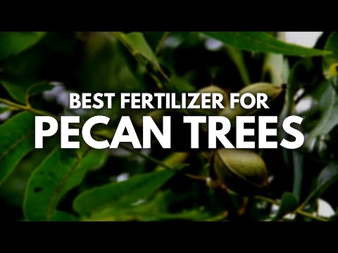 What is the Best Fertilizer for Pecan Trees | More Pecans For Sure