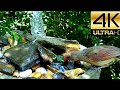 Birdwatching: Lady Cardinal Drinks From DIY 5 Gallon Water Bucket Fountian Topped w River Rocks