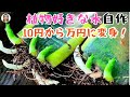 植物にとって魔法の水を作ろう、10円コストで万円のものを作れる、使うほど癖になる！｜花子