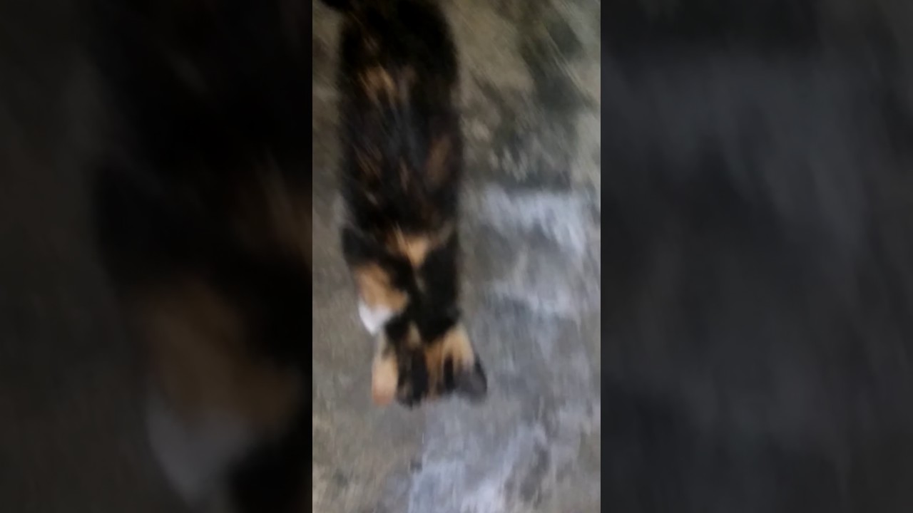 Cat attack bat YouTube