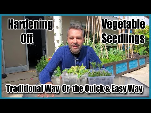 Video: Hardening Of Seedlings