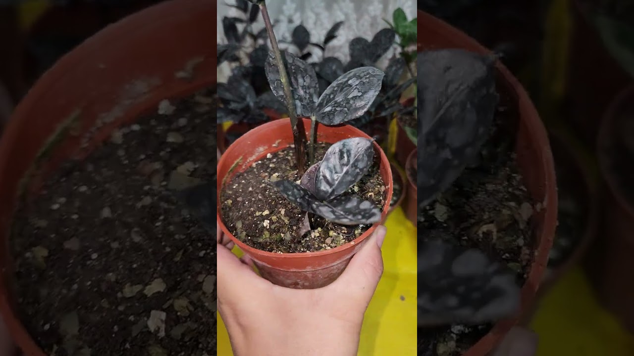 N⁰-275.Замиакулкась парвариши ва  деткалари сотувда