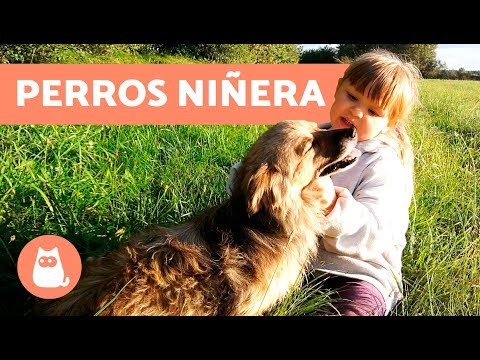 Video: 8 razas de perros que no reconocerás como cachorros