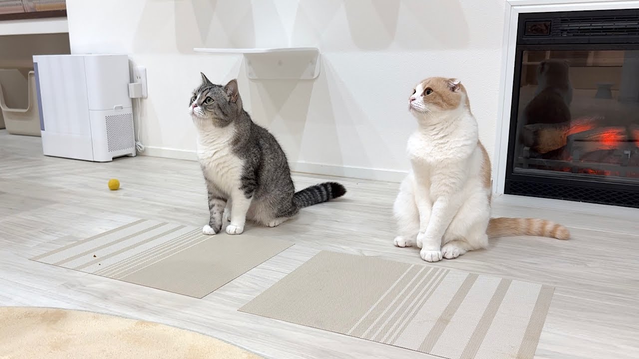 猫たちがカリカリに飽きたので味変してみたら反応が可愛すぎましたw