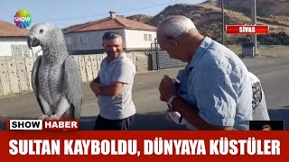 Sultan Kayboldu, Dünyaya Küstüler