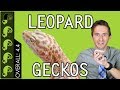 Leopard Gecko, The Best Pet Reptile?