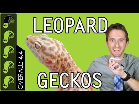 Video: Leopardgecko - Eublepharis Macularius Reptile Breed Hypoallergenic, Health And Life Span