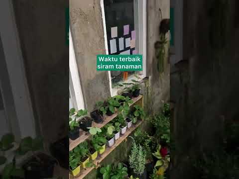 Video: Siram tanaman indoor secara otomatis. Sistem penyiraman otomatis untuk tanaman indoor