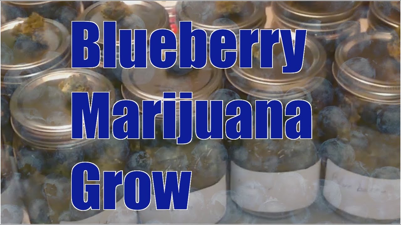 Seed to Harvest. Blueberry Cannabis. Dealing With Pests, and Problems!