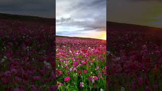 Ouça Minha Nova Canção "Eu Canto Apaixonado" #apaixonado #amor #paisagemnatural #bemtevi