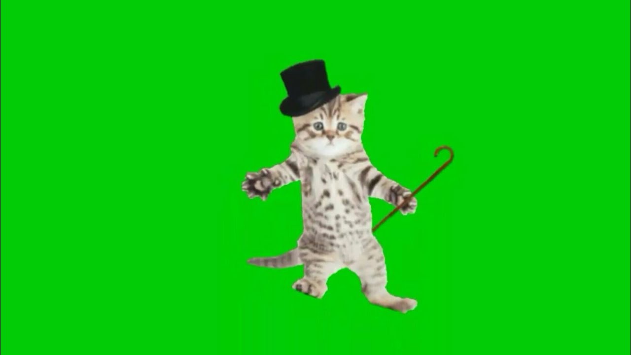 Green screen cat dancing. Green screen cute cat #2. Incredible effect