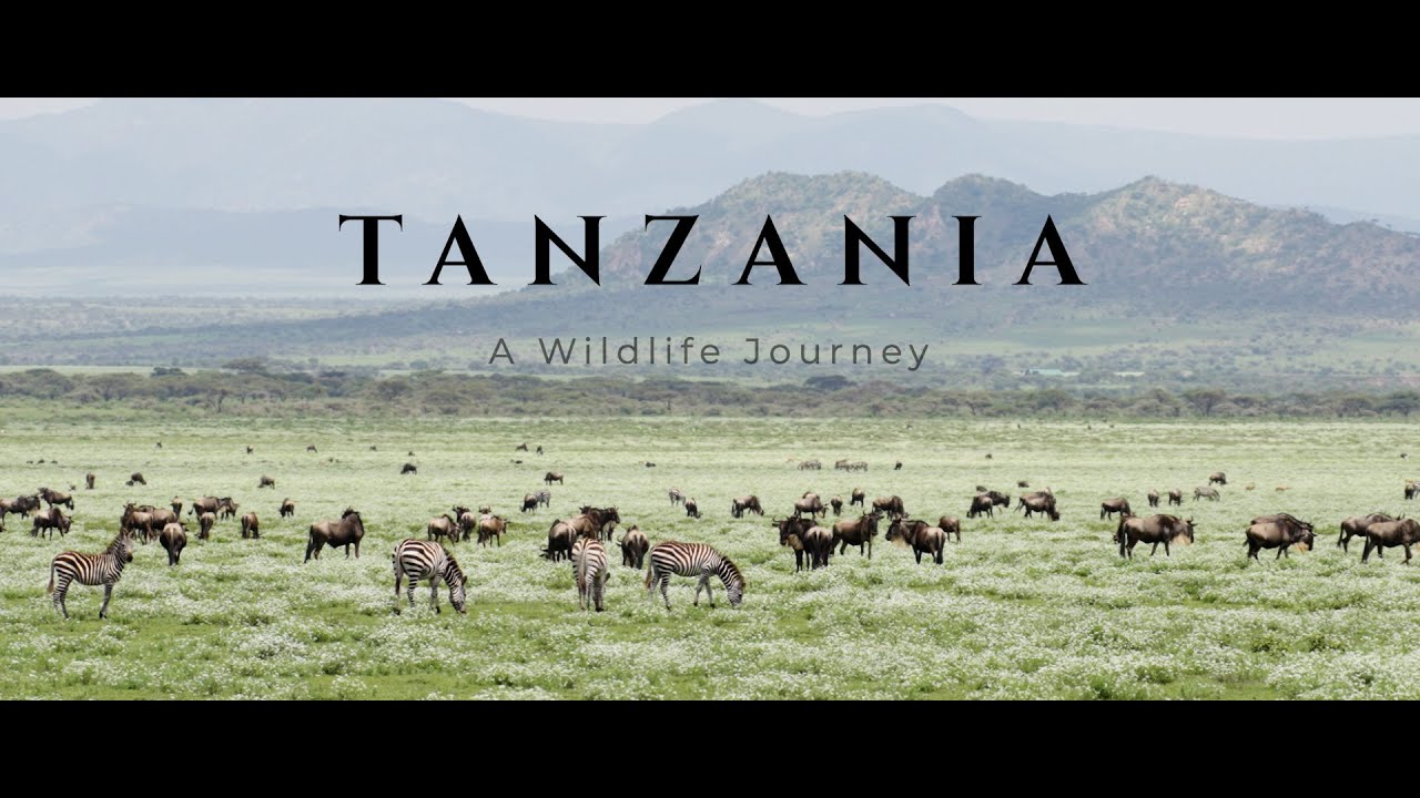 Tanzania - A Wildlife Safari - Cinematic 4K video