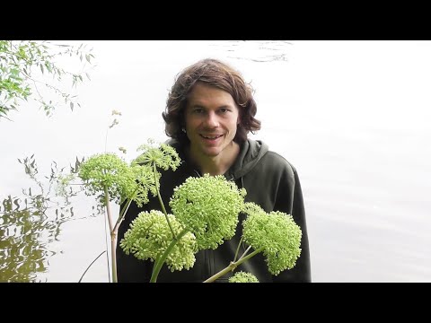 Video: Angelica Officinalis - Nützliche Eigenschaften Und Verwendungen Der Medizinischen Angelikapflanze