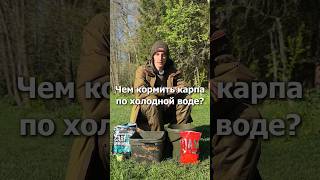 Чем кормить карпа по холодной воде? #carpfishing #flatfeeder #methodfeeder #carp #ffem