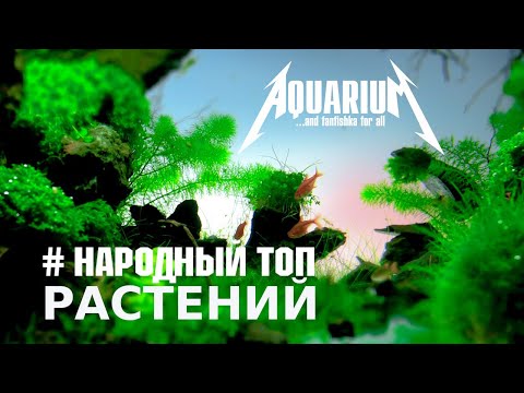 Video: Ammania Siro - Jumalattu Akvaarioille